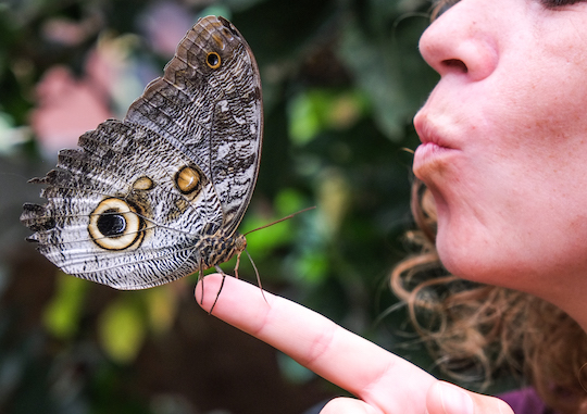 Ecuador-Mindo-butterfly-garden
