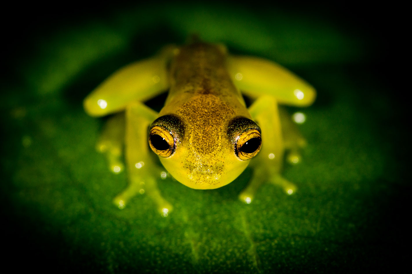 Rainforest conservation river glass frog