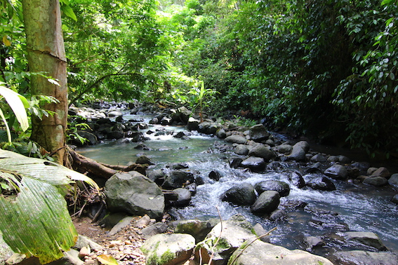 Rainforest conservation river